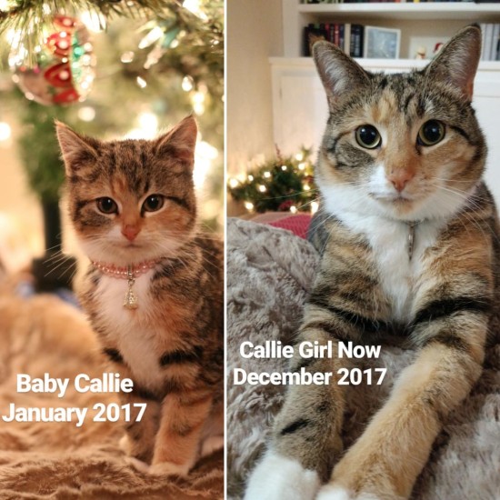 Callie Girl, Year 1